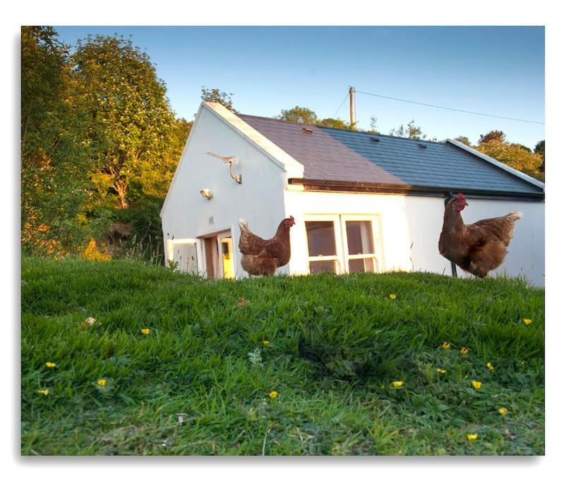 Cosy Self Contained Cottage With Stunning Views Killaloe Kültér fotó